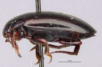 Media type: image;   Entomology 23971 Aspect: habitus lateral view